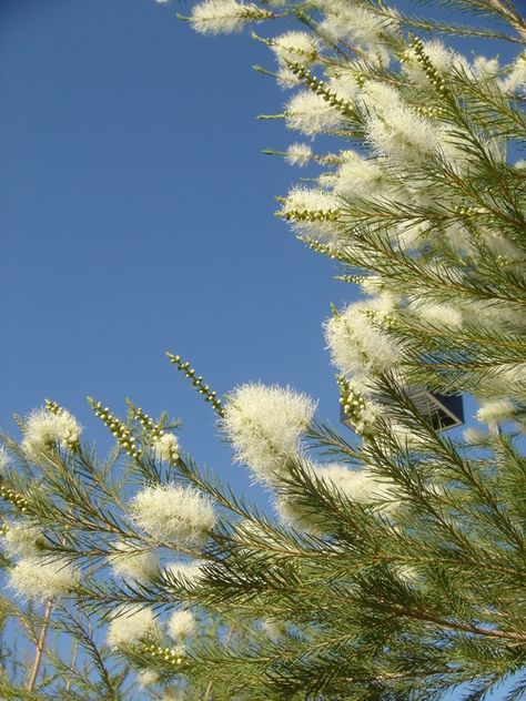 MELALEUCA Alternifolia - Medicinal Tea Tree Oil — Australian Outback Plants - Native Plant Nursery - USA Melaleuca Plant, Tea Tree Plant, Melaleuca Tree, Medicinal Oils, Food Forest Garden, Australian Tea Tree, Australian Trees, Haunting Beauty, Australian Native Garden