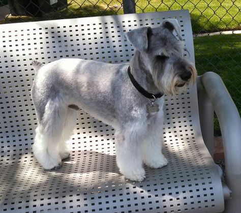 6/24/14 what a beautiful little mini schnauzer❤️                                                                                                                                                      More Mini Schnauzer Haircuts, Schnauzer Short Haircut, Mini Schnauzer Grooming Haircuts Short, Hair Cut Styles, Schnauzers Funny, Schnauzer Cut, Schnauzer Grooming, Dog Grooming Styles, Mini Schnauzer Puppies