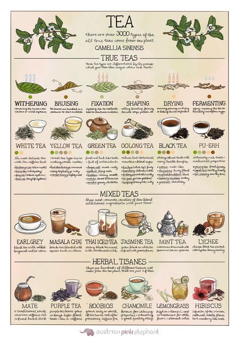 Tea Chart, Tea Blending, Kitchen Witchcraft, Tea Types, Tea Facts, Different Types Of Tea, Healing Tea, Yellow Tea, Camellia Sinensis