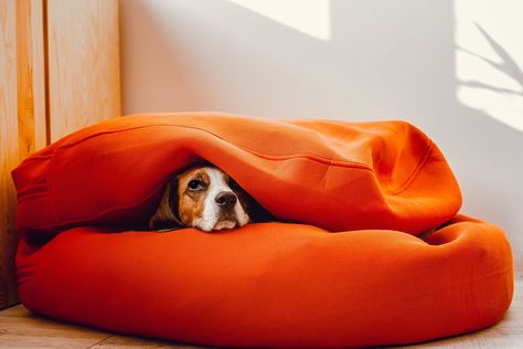 Our Favorite Cave Dog Beds for Cozy, Worry-Free Snoozing Unique Dog Beds, Cave Dog Bed, Dog Cave, Dog Bed Modern, Round Dog Bed, Bed Interior, Covered Dog Bed, Memory Foam Dog Bed, Cool Dog Beds