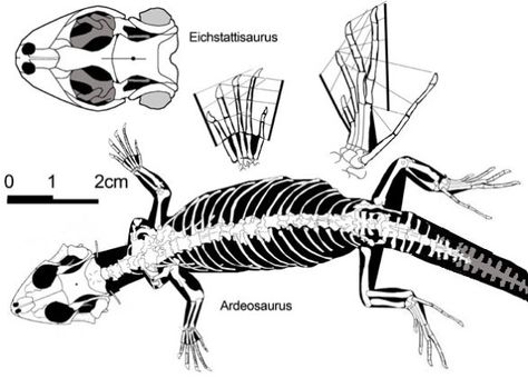 Lizard skeleton reference. A drawing of a lizard skeleton with some studies. Lizard Skeleton Drawing, Gecko Skeleton, Lizard Anatomy, Lizard Skeleton, Skeleton Reference, Sculpting Reference, Figure Sculpting, Skeleton Anatomy, Evil Tattoos