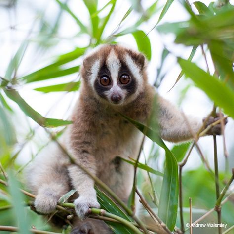 Loris Animal, Slow Loris, Cut Animals, Wild Animals Pictures, Tropical Animals, Reptiles Pet, Weird Animals, Primates, Animals Of The World