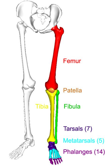 Anatomy Notes, Med School Study, Leg Anatomy, Anatomy Bones, Study Biology, Leg Bones, Drawing Legs, Human Body Anatomy, Lower Limb