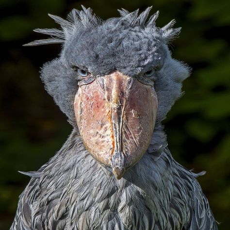 17 Birds That Look Like They Are Completely Made Up But Are Actually 100% Real Shoebill Bird, Shoebill Stork, Dinosaur Facts, Animals Tattoo, Tattoo Animal, Tattoo Nature, Wallpaper Nature, Bird Wallpaper, Prehistoric Creatures