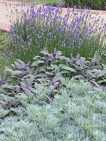 lavender, sage, artemesia Purple Sage, Tree Family, Sensory Garden, Dry Garden, Gravel Garden, Have Inspiration, Mediterranean Garden, The Secret Garden, Garden Pictures