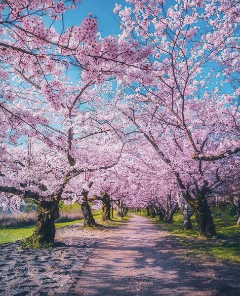 Sakura season Spring Scenery, Spring Images, Sakura Tree, Sakura Cherry Blossom, Japan Aesthetic, Shiga, Airbrush Art, Blossom Trees, Cherry Tree