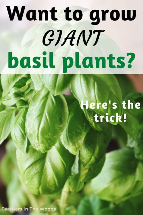 Large basil plant growing in pot on porch Basil In Pots Growing, Growing Basil In Containers, Basil Plants In Pots, Planting Basil In Pots, Indoor Basil Plant, Basil Growing Tips, How To Grow Basil Indoors, How To Grow Basil, Regrow Basil