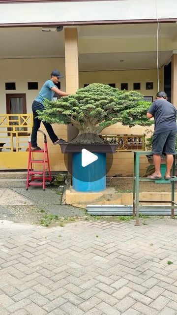 Bonsai Society on Instagram: "Phenomenal ficus bonsai Massive specimen 30 years in bonsai cultivation 🇮🇩From @drfatahbonsai #FicusBonsai #FicusLovers #BonsaiIndonesia #Cultivation #BonsaiSociety #BonsaiCare #BonsaiWork #TropicalBonsai" Ficus Benjamina Bonsai, Ficus Bonsai, Bonsai Ficus, Bonsai Care, Informal Upright Bonsai, Literati Pine Bonsai, Bonsai Sancang Mame, Bonsai Santigi, 30 Years