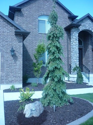 Weeping White Spruce | Very columnar for front garden drive | Shelaigh Garson | Flickr Evergreen Trees Landscaping, Weeping White Spruce, Front Of A House, Outdoor Landscape Design, Evergreen Landscape, Trees For Front Yard, Conifers Garden, Small Front Gardens, White Spruce