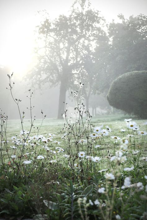 Foggy Garden Aesthetic, Foggy Spring Morning, Misty Morning Aesthetic, Spring Morning Aesthetic, Gallant Aesthetic, Foggy Morning Photography, Foggy Morning Aesthetic, Foggy Flowers, Foggy Garden