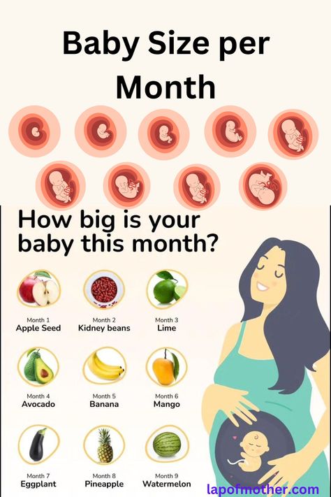 Baby size in womb 
Fetus size in womb
Baby size 
Baby size per month 
Baby size fruits chart
Pregnancy care
Baby in womb while pregnant 
Tip for pregnant woman Baby Stomach Size, Pregnancy Gender Prediction, Food During Pregnancy, Healthy Food Chart, Healthy Pregnancy Diet, Getting Pregnant Tips, Pregnancy Facts, Pregnancy Help, Pregnancy Diet