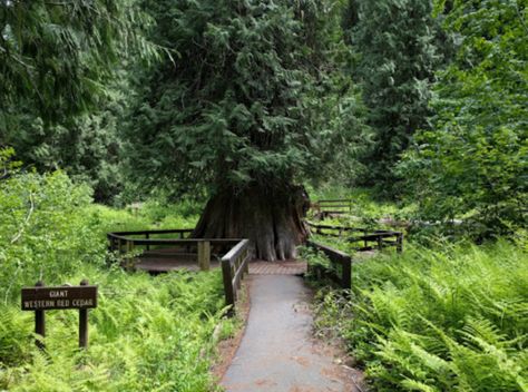 The Giant Red Cedar National Recreation Trail is located just a few miles from the tiny North Idaho town of Elk River. Hikers of this trail will be led into dense forest of old growth cedar trees and taken to "The Champion Tree of Idaho". Idaho Nature, Idaho Panhandle National Forest, Cour D’alene Idaho, Idaho Adventure, Old Idaho Penitentiary, Explore Idaho, Visit Idaho, North Idaho, Dense Forest