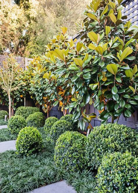 Contemporary Garden Design by C.O.S Design Magnolia Grandiflora ('Teddy Bear') trees leave room for a low hedge to create visual interest Urban Garden Design, Magnolia Grandiflora, Tattoo Plant, Architectural Plants, Contemporary Garden Design, Privacy Plants, Garden Vines, Grasses Landscaping, Formal Garden