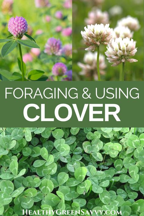 Wild Medicinal Plants, Foraging In Texas, Foraging Medicinal Plants, Foraging In Indiana, Pennsylvania Foraging, Oklahoma Foraging, Fleabane Medicinal Uses, Missouri Foraging, Clover Recipes