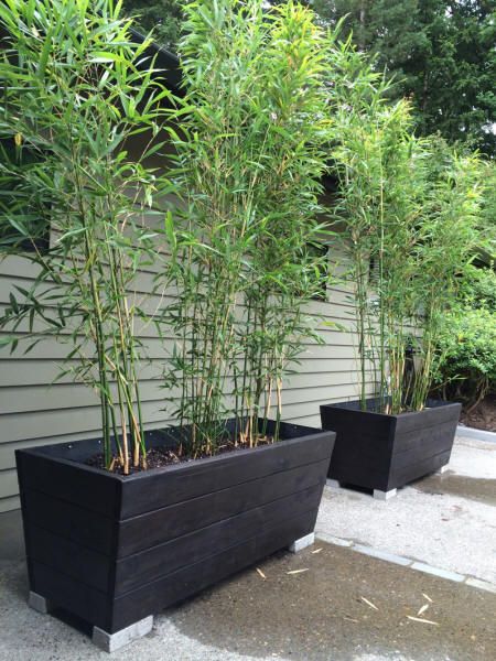 Barrier Installation | Bamboo Garden Rectangular Planter Box Ideas, Black Planter Boxes, Rectangular Planters Outdoor, Bamboo Planters, Stained Deck, Stained Cedar, Phyllostachys Nigra, Growing Bamboo, Deck Planters