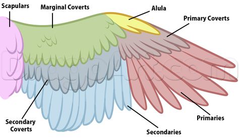 Bird Leg Drawing Reference, Wing Anatomy Human, Human Wings Anatomy, Bird Wings Anatomy, Bird Wings Reference, Bird Anatomy Drawing, Bird Wing Anatomy, Bird Drawing Tutorial, Wing Anatomy