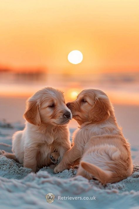 Witness the sweetness of golden retriever puppies sharing a tender moment as the sun kisses the horizon. 🌅🐶💕 With soft, sandy paws and curious noses nuzzling under a sky ablaze with color, these furballs embody the spirit of friendship and the innocent joy of playtime. This PIN is a heartwarming snapshot perfect for all who believe in the magic of puppy love. #GoldenRetrieverPuppies #BeachSunset #PuppyKisses #GoldenHour #DogLoversUnite Perros Golden Retriever, Cute Dogs Images, Very Cute Puppies, Super Cute Puppies, Cute Dog Photos, Cute Animals Puppies, Very Cute Dogs, Cute Dog Pictures, Really Cute Dogs