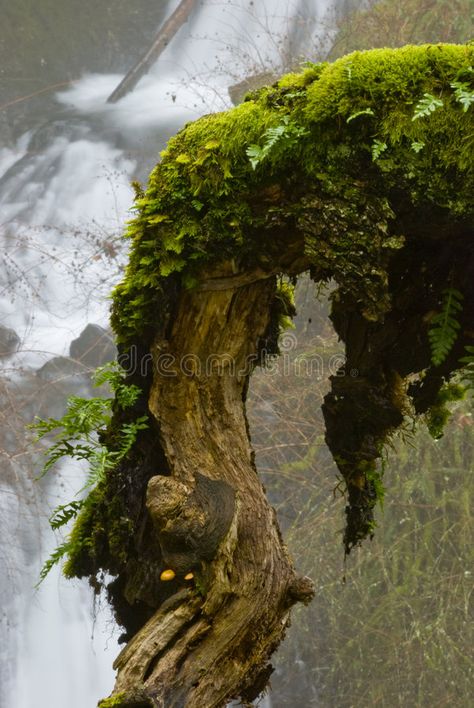 Moss covered tree branch. A moss and fern covered tree branch with a waterfall i , #AFFILIATE, #branch, #moss, #tree, #Moss, #covered #ad Moss Covered Tree, Tree Branch Reference, Moss On Trees, Moss On Tree, Moss Tree, Mossy Tree, Natural Photo, Moss Covered, Moss Garden