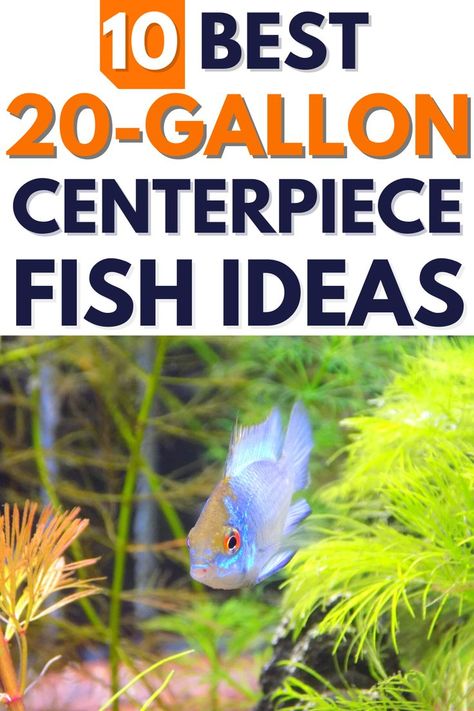 Centerpiece Fish for a 20 Gallon Tank Easy Care Fish Tank Aquarium, Fish Tank 20 Gallon, 20 Gallon Tank Ideas, Starter Fish Tank, 25 Gallon Fish Tank Ideas, 20 Gallon Aquascape, 30 Gallon Fish Tank Ideas, 29 Gallon Fish Tank Ideas, 20 Gallon Fish Tank Ideas