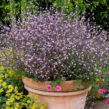 Verbena Officinalis Bampton, Verbena Bampton, Verbena Officinalis, Flat Backyard, Plant Knowledge, Bulb Garden, Winter Sowing, English Town, Outdoor Herb Garden