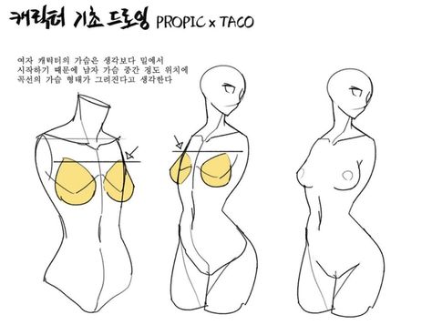 The breasts of a female begins a little lower than most think. It is easier to think that the outline of the breasts starts from the middle of a man’s chest. Anatomy Tutorial, Human Anatomy Drawing, Drawing Examples, Human Anatomy Art, Anatomy Sketches, Body Reference Drawing, 캐릭터 드로잉, Anatomy Drawing, Poses References