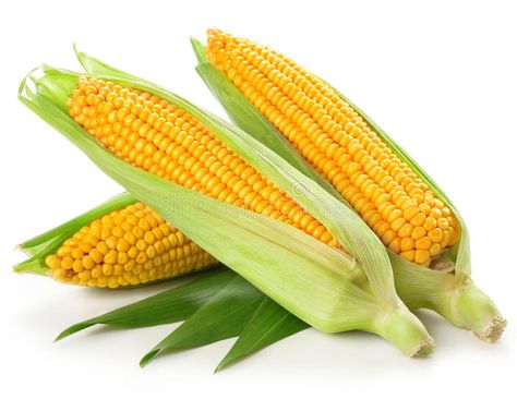 Corn. An ear of corn isolated on a white background , #AFFILIATE, #corn, #ear, #Corn, #background, #white #ad Corn Stock, Ear Of Corn, Fall Acorns, Onion Vegetable, Corn Seed, Ears Of Corn, Leaf Images, White Onion, Fruit In Season