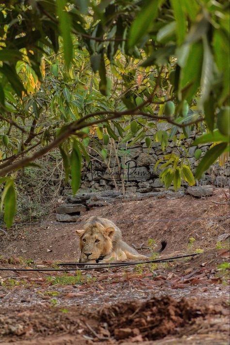 Junagadh Snap, Gir National Park, Snooker Room, India Trip, Nature Life, Animal Nature, Driving Photography, Face Reveal, Travel List