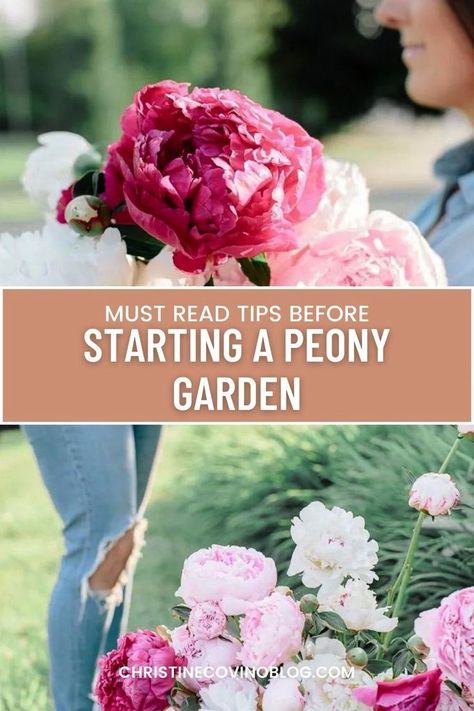 Peonies, the queens of the garden! Discover the ins and outs of cultivating and reaping these majestic flowers in our comprehensive blog post on successful peony gardening. What To Plant With Peonies, Peonies Planting, Peony Farm, Peony Care, Backyard Flowers Garden, Planting Peonies, Peony Garden, Planting Tips, Growing Peonies