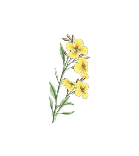 wallflower tattoo - perks of being a wallflower Wallflower Flower, Venus Flytrap Tattoo, Wallflower Tattoo, Wallflower Plant, Wildflower Drawing, New York Tattoo, M Tattoos, Mustard Flowers, Plant Tattoo