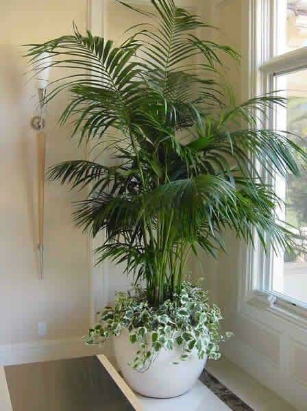 Plant Stand Decor, نباتات منزلية, Artificial Plants Indoor, Potted Plants Outdoor, Living Room Plants, Diy Plant Stand, Bathroom Plants, Plant Decor Indoor, Interior Plants