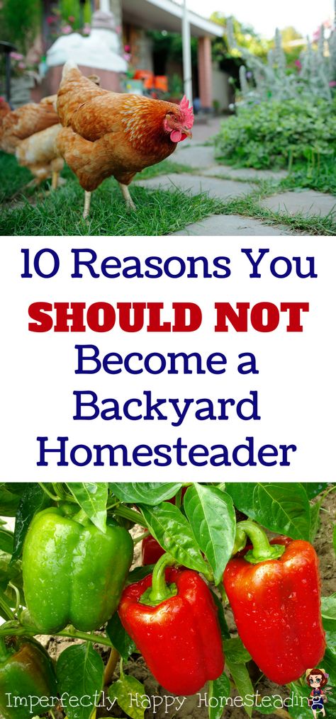 Backyard Urban Farm, Homestead In Town, Urban Homesteading Aesthetic, Urban Homesteading Backyard Small Spaces, Small Backyard Homestead, Homesteading In The City, Micro Homestead, City Homestead, Beginner Homesteading