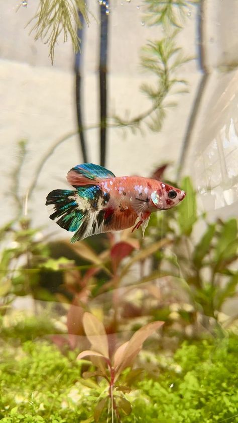 Community Betta Tank, Betta Fish Colors, Pretty Betta Fish, Betta Community Tank, Pet Fish Aesthetic, Beta Aquarium, Colorful Fish Tank, Betta Aquascape, Betta Sorority