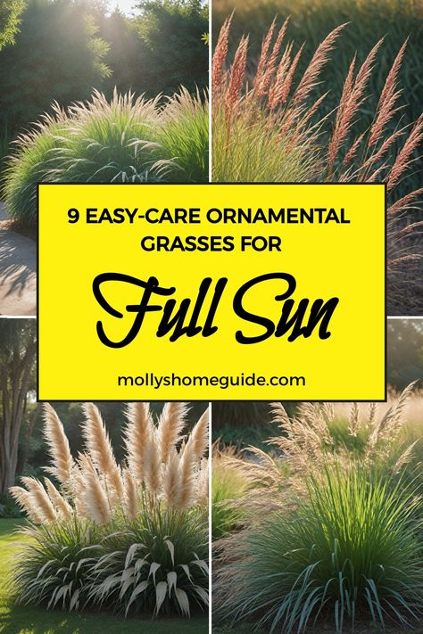 Looking to add some texture and movement to your landscape? Explore our collection of the best ornamental grasses for full sun and landscaping. These drought-tolerant options thrive in sunny conditions, making them perfect for adding interest to your garden or yard. Whether you're looking for annual or perennial varieties, these ornamental grasses are sure to make a statement in any setting. Landscaping For Windy Areas, Texas Grasses Landscaping, Northern Landscaping Ideas, Japanese Grasses Garden Ideas, Dune Grass Landscaping, Sunny Yard Landscaping, Plants That Thrive In Full Sun, Decorative Grasses Perennials, Full Sun Grasses Perennials