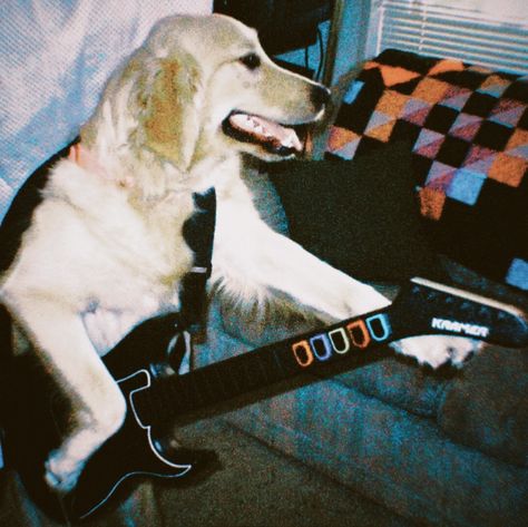 Itunes Playlist, American Funny Videos, Playlist Covers Photos, Music Cover Photos, Cover Wallpaper, Funny Animal Photos, Music Album Covers, Music Album Cover, Guitar Hero