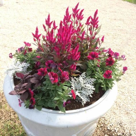 Celosia Celosia Plant, Garden Flowers Ideas, Celosia Flower, Gemüseanbau In Kübeln, Container Gardening Ideas, Bee Friendly Plants, Summer Planter, Late Summer Flowers, Raised Patio