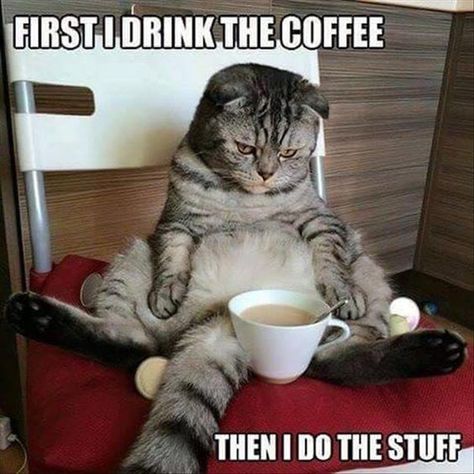 Funny Animal Pictures, Funny Good Morning Memes, Coffee Meme, Morning Memes, Funny Good Morning Quotes, E Card, Cat Sitting, Coffee Humor, Super Funny