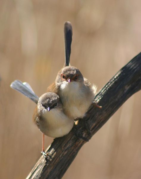 Tiny Bird, Australian Birds, All Birds, Pretty Birds, Little Birds, Small Birds, Birds Of Paradise, Wild Birds, Wren