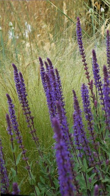 Henry J Agg Garden Design on Instagram: "Salvia nemorosa 'Caradonna' & Stipa tenuissima, a combination of dreams 💜 . #gardening #plantinspiration #gardentips" Salvia Nemorosa, Planting Plan, Front Garden, Gardening Tips, Perennials, Outdoor Space, Garden Design, Home And Garden, Plants