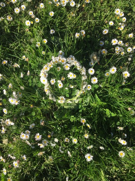 daisy crown in a field of daisies Daisy Chain Aesthetic, Daisy Flower Crown, Daisy Crown, Field Of Daisies, Chains Aesthetic, Daisy Field, Royal Aesthetic, Botanical Wedding, Daisy Chain