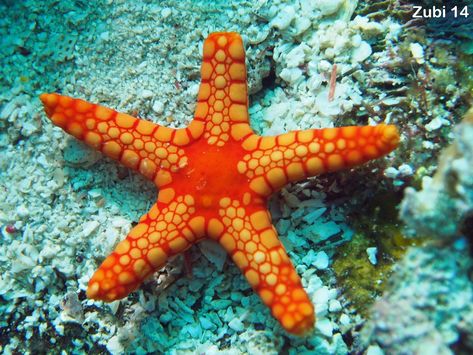 Echinoderms (starfish, brittle star, sea urchin, feather star, sea cucumber) Sea Stars, Star Fish, Blue Starfish, Starfish Facts, Feather Starfish, Starfish Photo, Starfish In Ocean, Orange Starfish Aesthetic, Starfish Species