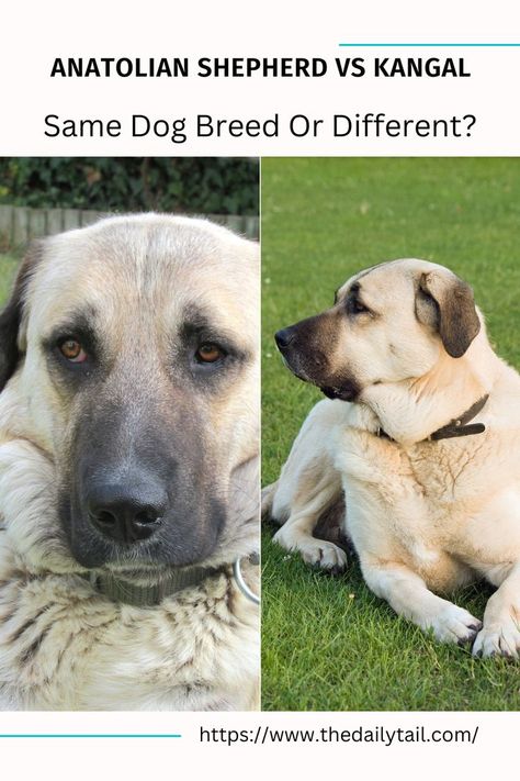 Anatolian Shepherd vs Kangal – Same Dog Breed Or Different? Kangal Dog, Anatolian Shepherd, Animal Projects, Dog Boarding, Dog Behavior, Shepherd Dog, Dog Breed, Dog Breeds, Cute Animals