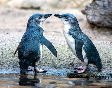 Fairy Penguin, Little Blue Penguin, Penguin Videos, New Zealand Flora, Royal Penguin, World Name, Bird Magic, Nz Birds, Penguin Images