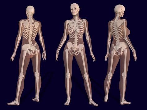 https://flic.kr/p/4XChZ2 | 3D Female Skeleton Anatomy | 3D render of a female skeleton with body shape // 3D Renderbild eines weiblichen Skeletts mit Körperkontur  (ASSUME THIS IS UNDER COPYRIGHT AND FOR ARTISTIC INSPIRATION ONLY; NO OTHER INFORMATION) The Human Skeleton, Female Skeleton, Human Skeleton Anatomy, Skeleton Anatomy, Male Figure Drawing, Skeleton Drawings, Human Body Anatomy, Human Anatomy Drawing, Human Skeleton