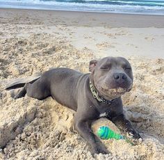 Me loves the beach At The Beach, Water, Pitbull, A Dog, The Beach