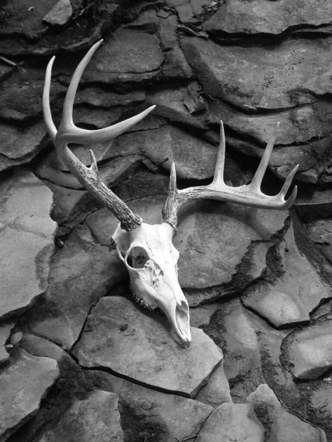 Photo by LeeAnn Hughes-Mastin Deer Skull Photography, Deer Skull, Albino Deer, Deer Skull Art, Dark Naturalism, Skull Reference, Animal Skeletons, Vulture Culture, Sculpture Art Clay