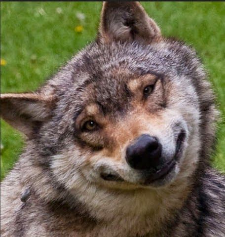 I'm Kind of Dubbing This Timber Wolf (Smiling Jack). He is so Darn Cute With That Grin! Funny Wolf, Smiling Animals, Wolf Photos, Wolf Pictures, Wolf Spirit, Beautiful Wolves, Silly Animals, Wild Dogs, Wolf Dog