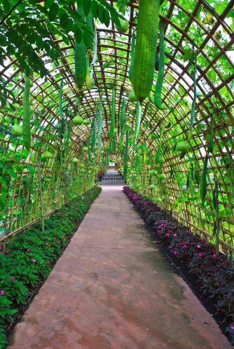 Gourd Tunnel, Vegetable Trellis, Hydroponic Gardening System, Gardening Design Diy, Solar Punk, Bottle Gourd, Vegetable Garden Raised Beds, Gardens Ideas, Vegetable Garden Planning