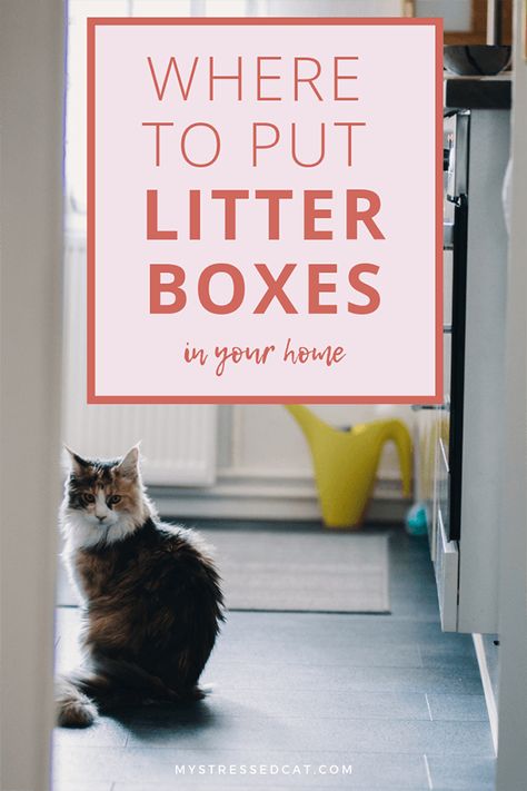 7 Reasons You Should Have More Than One Litter Box : My Stressed Cat Where To Place Cat Litter, Laundry Room Ideas With Cat Litter, Cat Litter Box Location Ideas, Places To Put Litter Boxes, Where To Put A Litter Box Cats, Litter Box Room Ideas, Best Litter Box Cat, Where To Put Cat Litter Boxes, Laundry Room With Litter Box Ideas