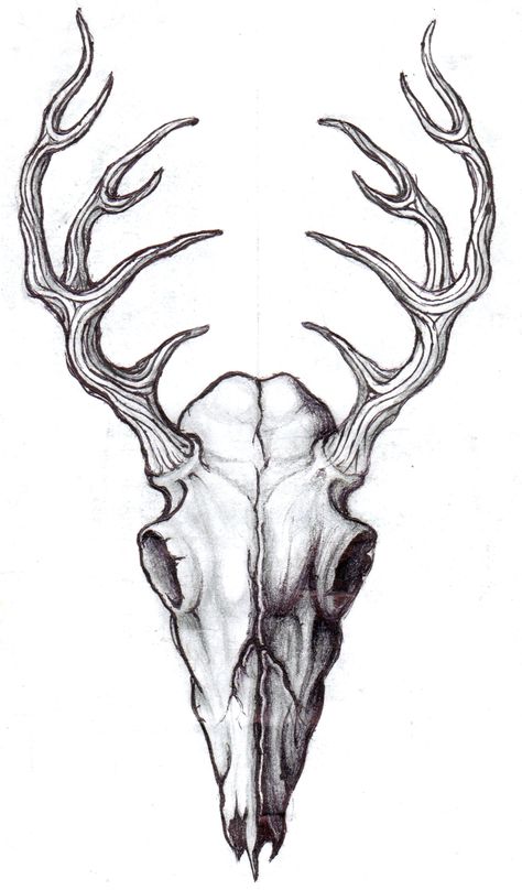 An elk skull design for a tattoo pattern Stag Skull Tattoo Design, Horned Skull Tattoo, Elk Head Tattoo, Elk Skull Drawing, Moose Skull Tattoo, Stag Skull Tattoo, Elk Skull Tattoo, Animal Skull Tattoo Design, Deer Skull Drawing