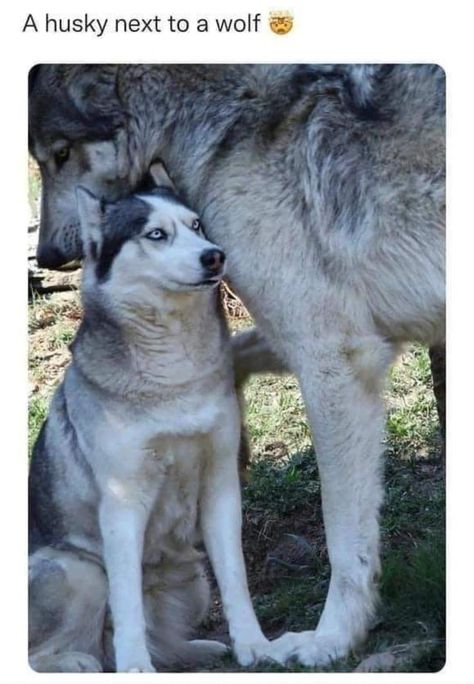 Wolf Meme, Animals Memes, Puppy Dog Pictures, All Dog Breeds, Wolf Husky, Funniest Tweets, Hilarious Tweets, Snow Forest, Gray Wolf